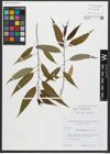 Foto von Salix amygdaloides Andersson
